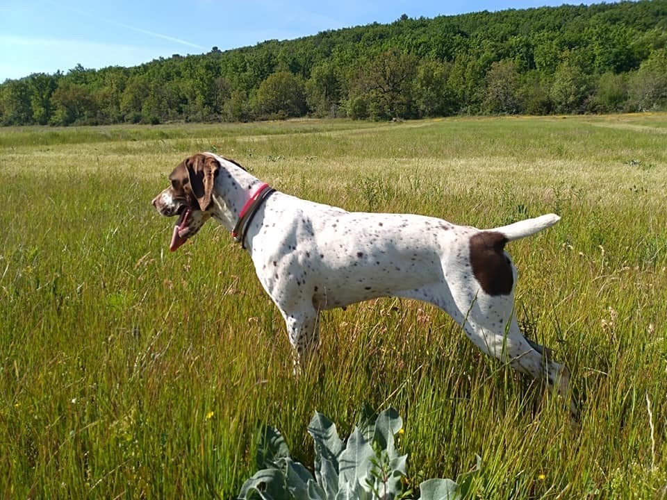 CH. Misty'k Des Plaines Du Mistral
